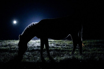 Zebra in the night