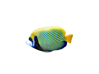 Emperor Anglefish isolated on white
