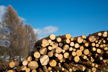 Stacked wood logs , sawn logs.