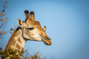 Male Giraffe with Red-billed oxpeckers.