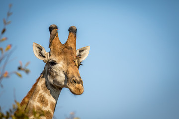 Male Giraffe with Red-billed oxpeckers.