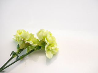 Green carnation on white background