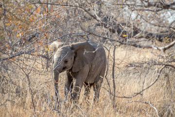 Obraz na płótnie Canvas Baby Elephant calf standing in the bushes.
