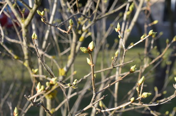 foto Sobieniak © Szymon