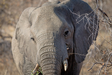 Close up of an Elephant head in the bushes.