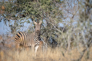Obraz premium Zebra standing in the grass and starring.