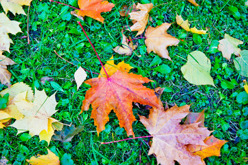 fallen yellow maple leaves on green grass