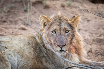 Close up of a young male Lion.