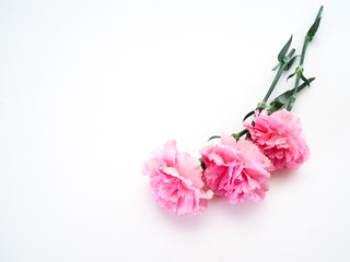 Fototapeta na wymiar Pink carnations flower for Mother's day