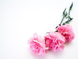 Pink carnations flower for Mother's day