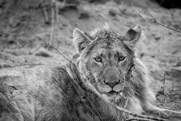 Close up of a young male Lion.