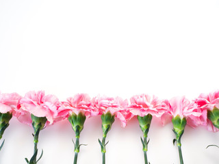 Pink carnations flower for Mother's day