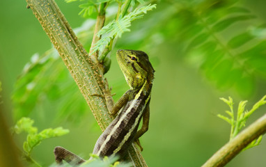 Green-venced Lizard in the wild with natural background
