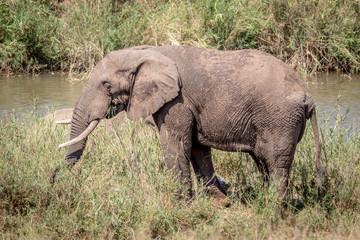 Naklejka na ściany i meble Elephant eating grass next to a river.