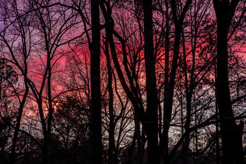 Colorful sunset with silhouettes of trees