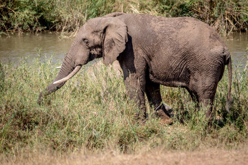 Naklejka na ściany i meble Elephant eating grass next to a river.