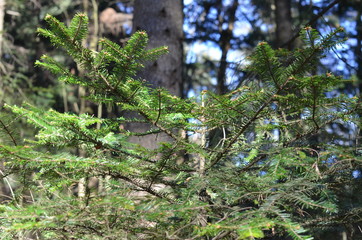 foto Sobieniak © Szymon