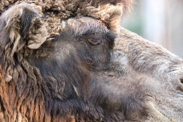 head of a mammal animal home big camel