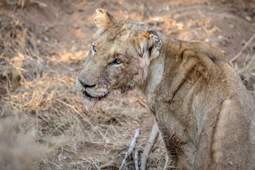 Side profile of a young male Lion.