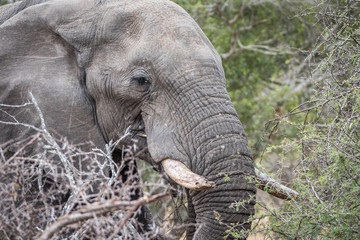 Side profile of an Elephant in the Kruger.