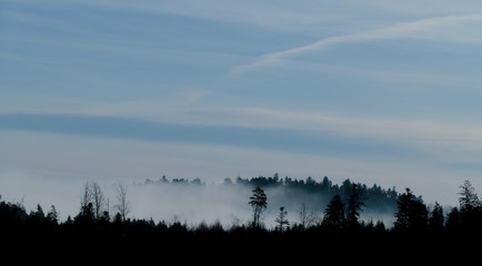 schwarzwald am morgen im Nebel
