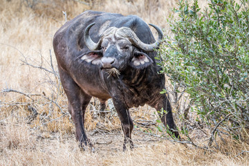 Obraz premium Big old Buffalo bull starring at the camera.