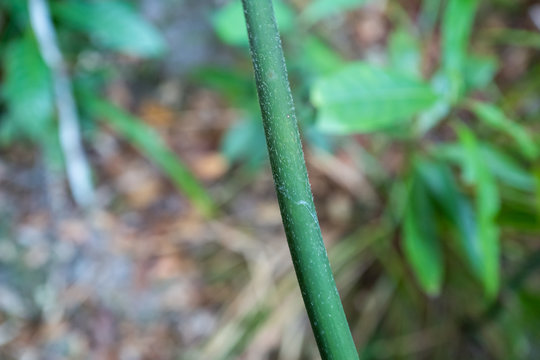 Macro shot of bamboo with spikes in Langkawi