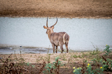 Big male Waterbuck standing by the water.