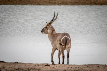 Big male Waterbuck standing by the water.