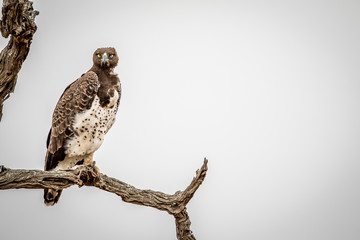 Martial eagle sitting on a branch.
