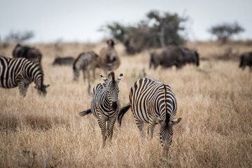 Fototapeta na wymiar Two Zebras standing in the high grass.