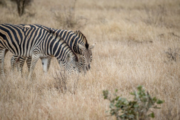 Obraz na płótnie Canvas Two Zebras standing in the high grass.