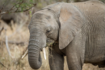 Close up of an African elephant.