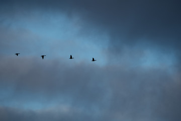 flock of flying birds in the blue sky with clouds