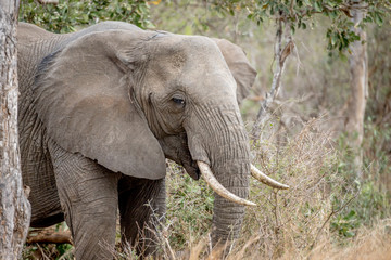 Close up of an African elephant.