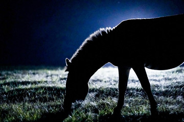 Zebra in the night