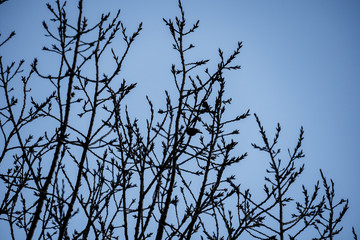 branches against sky