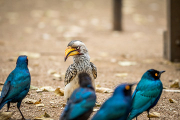 Yellow-billed hornbill and Cape starlings.