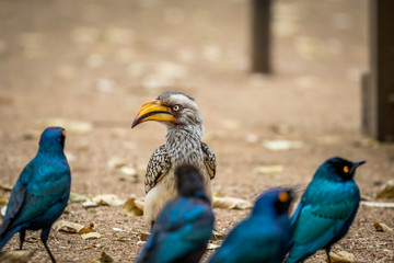 Yellow-billed hornbill and Cape starlings.