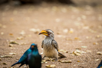 Yellow-billed hornbill and Cape starlings.