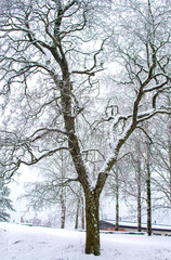 Fototapeta premium Snow covered tree, Finland