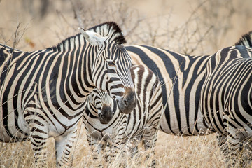 Fototapeta na wymiar Close up of Zebras in the high grass.