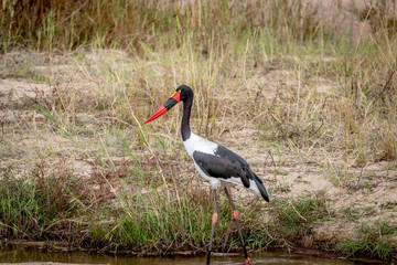 Saddle-billed stork in the water.