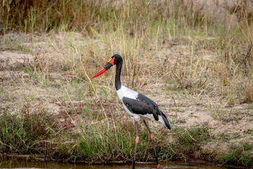 Saddle-billed stork in the water.