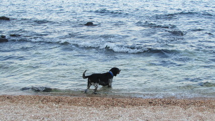 dog beach