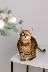 Bengal cat looks at flowers