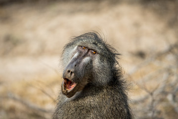 Chacma baboon yawning in the Kruger.