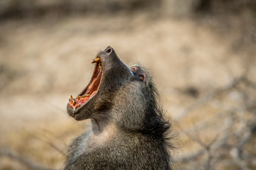 Chacma baboon yawning in the Kruger.