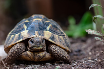 ground turtle on the grass