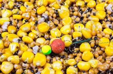 The mixture of grains as bait fishing for big carp.
